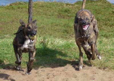 Lurchers running
