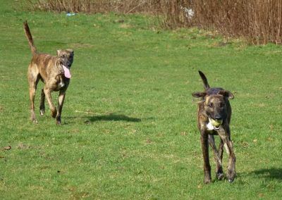 lurchers with ball