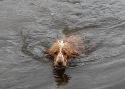 golden cocker spaniel swimming