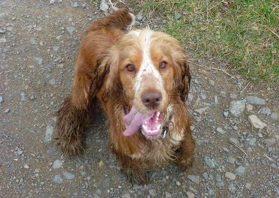 beautiful cocker spaniel