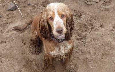 golden cocker spaniel sitting