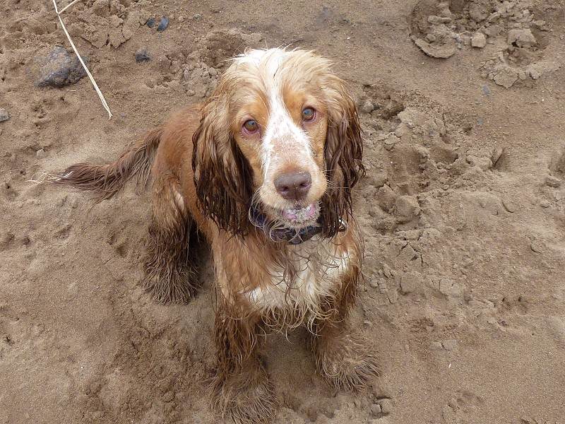 golden cocker spaniel sitting