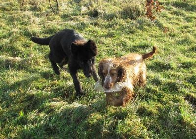 puppy and cocker spaniel