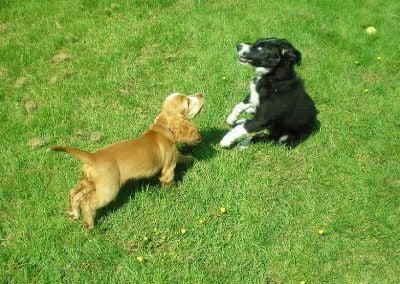 puppy-cocker-puppy-border-collie