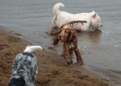 wee dogs