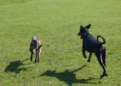 dogs running on sunny day