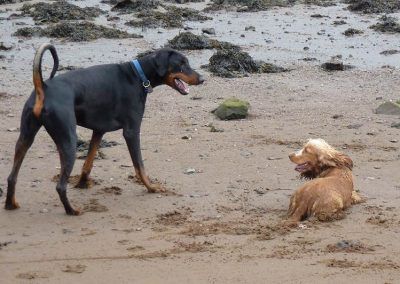 doberman and golden cocker spaniel