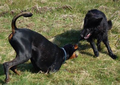 Dogs rumbling