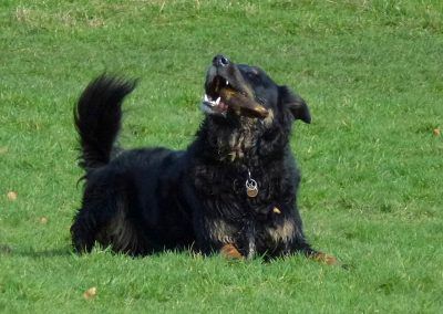 dogs with stick