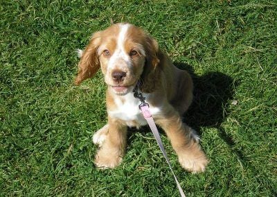show-cocker-puppy