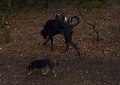 treking through the finlaystone scout trail