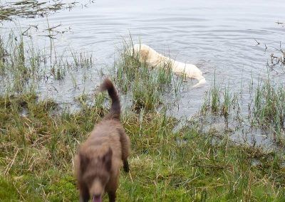 Lab swimming