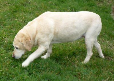 large Golden Labrador