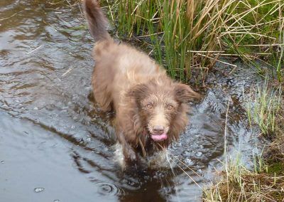 collie cross in water
