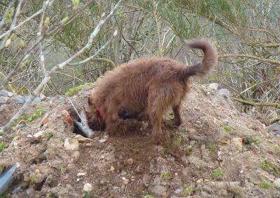 dog digging a hole