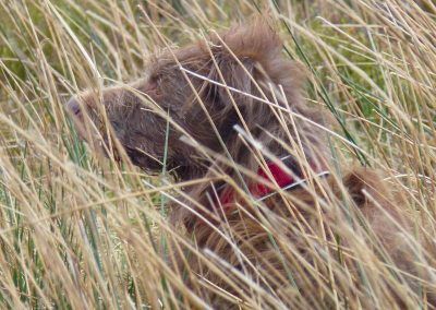 dog standing behind long grass