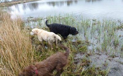 Dogs visiting the lake