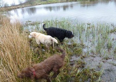 Dogs visiting the lake