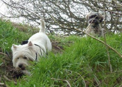 dog walking through finlaystone