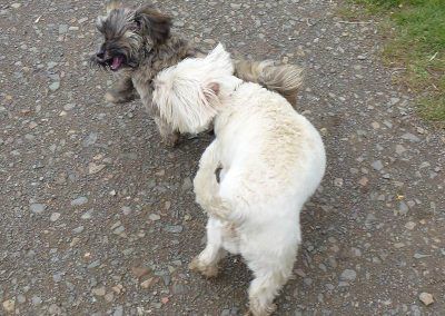 small dogs play fighting