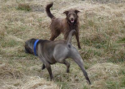 two dogs