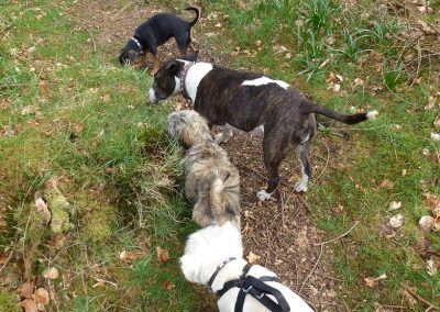 dogs sniffing grass