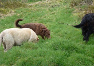 Dogs sniffing!