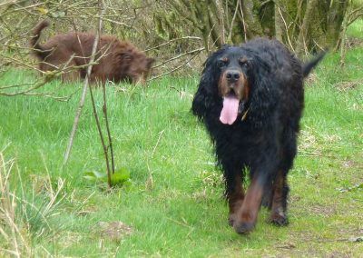 gordon setter