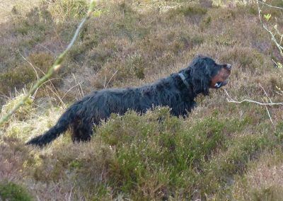 Gordon setter Ami