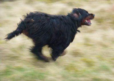 Godron setter running!