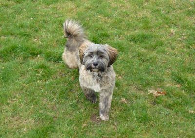 lhasa apso ruffles haircut