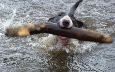 That's a nice stick! miniature bull terrier swimming