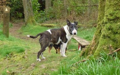 Wilfred was pack leader today! english bull terrier in woods