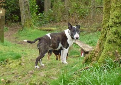 english bull terrier in woods