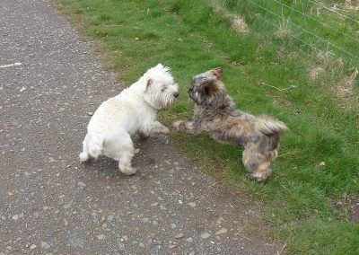 puppy play