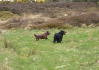 gordon setter and collie