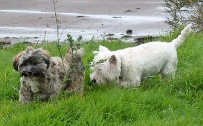A quiet day at the beach! small dogs on windy day