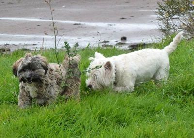 small dogs on windy day