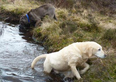 Shar pei and Labrador