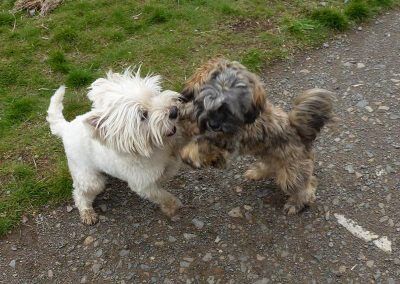 westie and lhasa apso