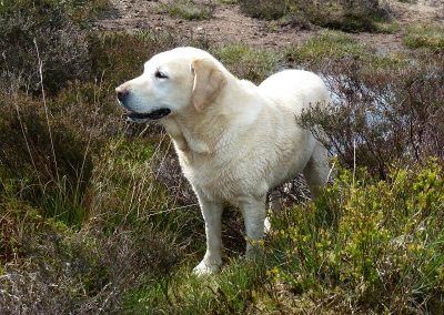 11 year old labrador