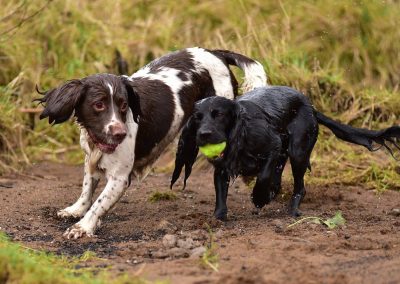 spaniels