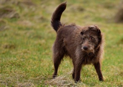 windswept collie cross