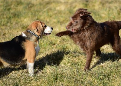 beagle and collie cross