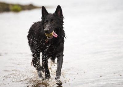 Black long coated german shepherd