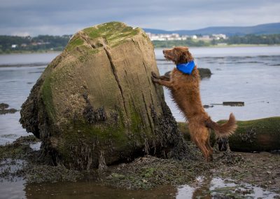 dog standing up on stone