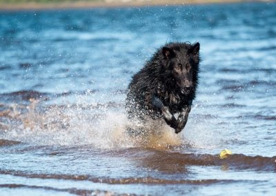 long coated german shepherd in water