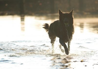 Silhouette black german shepherd