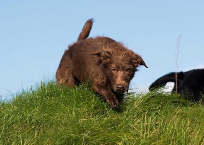 brown dog on grass