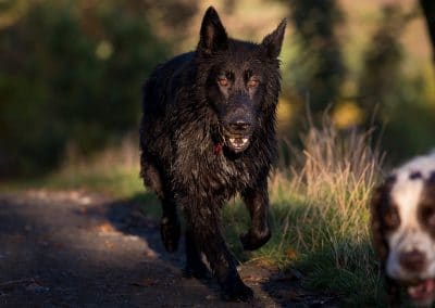 Black german shepherd in the shadows